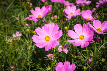 Obraz na płótnie Canvas Pink cosmos flowers blooming in the garden