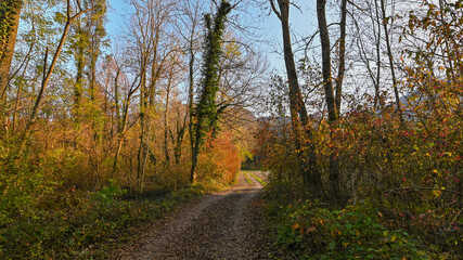 Sentiero che passa attraverso il bosco, in autunno, con suggestivi alberi colorati dei colori dell'autunno. 