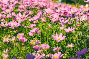 Obraz na płótnie Canvas Pink cosmos flowers blooming in the garden