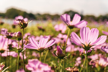 Pink cosmos flowers garden against warm sunlight