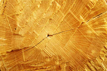 Wood texture of cut tree. Close up.