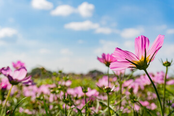 Obraz na płótnie Canvas Pink cosmos flowers garden against warm sunlight