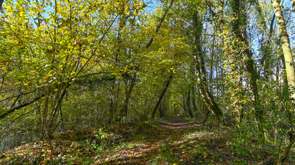 Fototapeta na wymiar Sentiero che passa attraverso il bosco, in autunno, con suggestivi alberi colorati dei colori dell'autunno. 