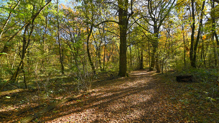 Obraz premium Sentiero che passa attraverso il bosco, in autunno, con suggestivi alberi colorati dei colori dell'autunno. 