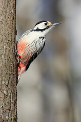 White-backed Woodpecker