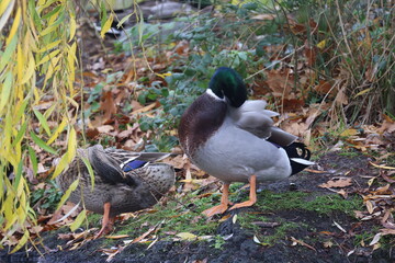 Two ducks on the shore