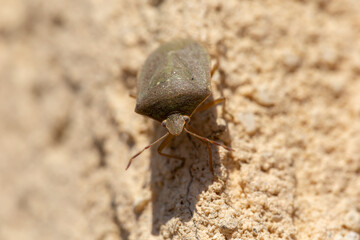 Macro image of forest bug