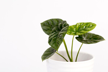 Alocasia Mirror Face potted house plant isolated on white background