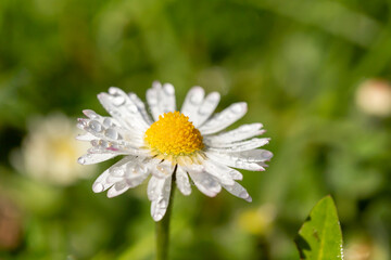 Obraz premium Dewy daisy flower on a meadow