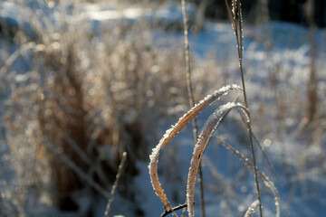 frost covered glow plants