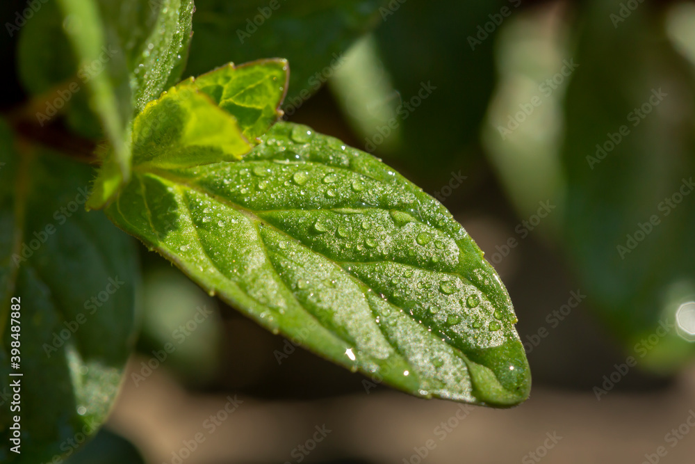 Wall mural Dewy fresh mint leaves