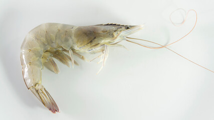 Whole body raw shrimp, fresh white shrimp