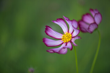 Fototapeta na wymiar Beautiful flowers with green nature background,select focus.
