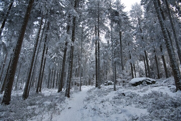 Fototapeta premium Winterwald in den Vogesen auf dem Champ du feu