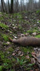 old military bomb in forest with moss