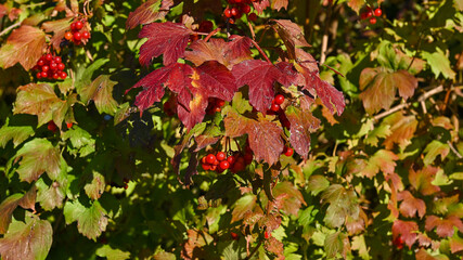 Primo piano di foglie rosse di un albero in autunno