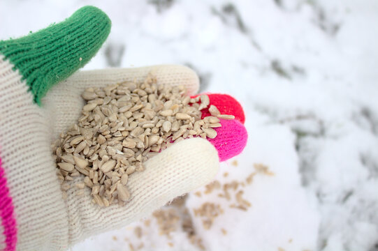 Vogelfutterstelle bilder – Bläddra bland 40 stockfoton, vektorer och ...