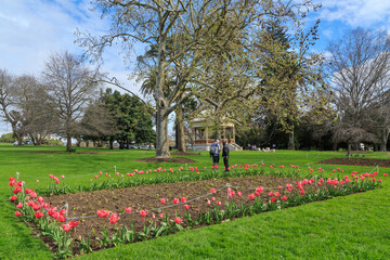 Auckland Domain park, Auckland, New Zealand, in spring. A bed of pink tulips flowers in the foreground, with the band rotunda in the trees behind