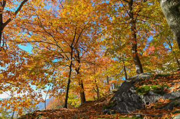 Suggestivo paesaggio autunnale, immerso nei boschi colorati con foglie gialle, arrancioni e rosse. Molto bello. 