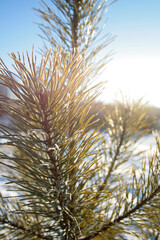 pine branches covered with snow
