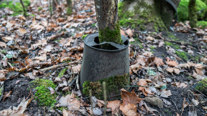 .a tree has grown through a bucket in forest