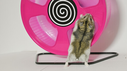 Criceto siberiano, animale domestico, che sta giocando con la sua ruota per divertimento - obrazy, fototapety, plakaty