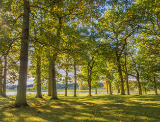 Obraz premium Early autumn colour on trees at Tatton Park, Knutsford, Cheshire, UK