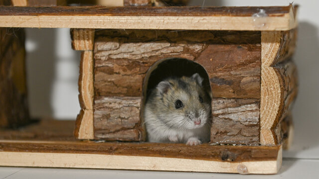 Criceto siberiano nascosto nella sua tana in legno