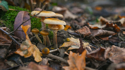 Gruppi di funghi nel bosco in autunno, in primo piano