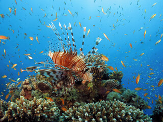 A Common lionfish Pterois miles hunting
