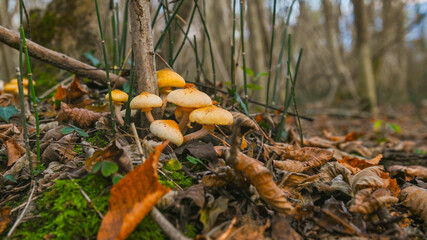Gruppi di funghi nel bosco in autunno, in primo piano