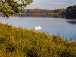 Pair of swans on the lake at Tatton Park, Knutsford, Cheshire, Uk