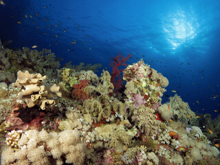 Naklejka na ściany i meble High diversity of corals on a reef in the central Red Sea