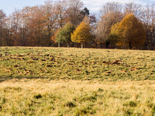 Beautiful autumn colours on trees at Tatton Park, Knutsford, Cheshire, UK