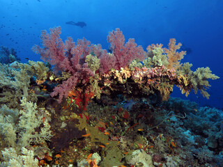 Fototapeta na wymiar A beautiful soft coral community on a central Red Sea coral reef