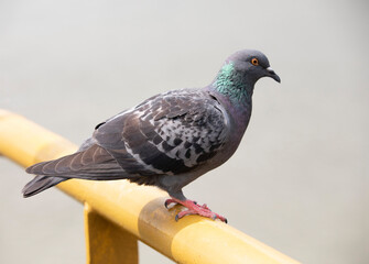 Gray pigeon sitting on yellow bar with copy space in background