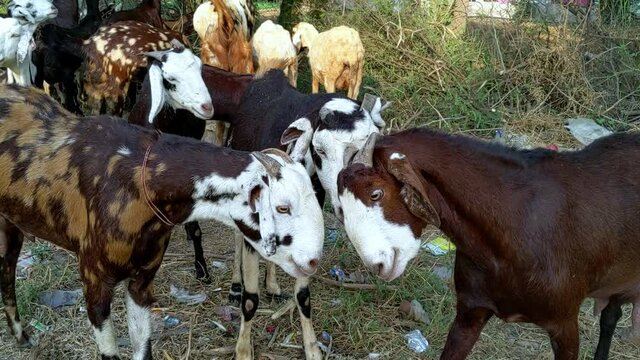 Two angry goats fighting with horns at the animals farm house in India. Heard of goat grazing grass in evening background