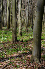 Spring Forest
