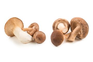 Shitake, eringi  tasty mushroom isolated on white background.