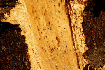 Wood texture of cut tree. Close up.