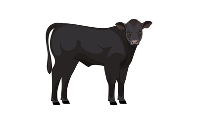 Farm animal - Calf. Aberdeen Angus - The Best Beef Cattle Breeds. Vector Illustration.