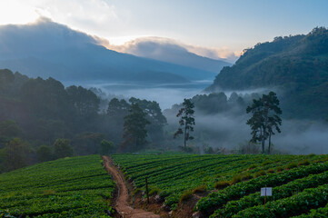 Strawberry Farm in Thailand at the morning.