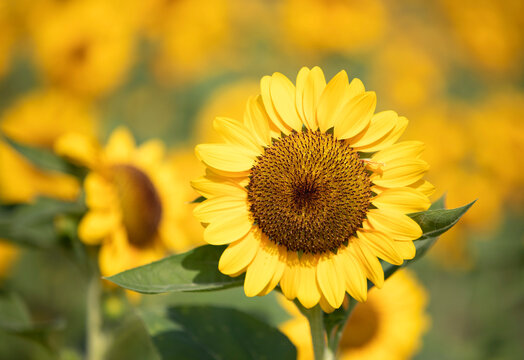 Close up image on sunflower with sunflower field in background