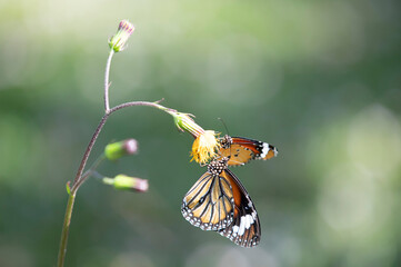 Fototapeta na wymiar Monarch butterfly (Danaus plexippus) on yellow flower with soft green background