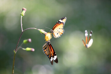 Monarch butterfly (Danaus plexippus) on yellow flower with soft green background