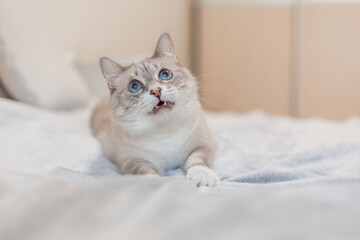 Fototapeta na wymiar Tabby cat with blue eyes at home