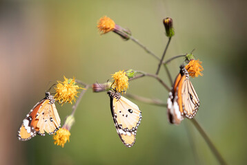 Monarch butterfly (Danaus plexippus) on yellow flower with soft green background