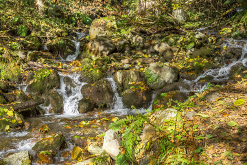 Mountain stream flows through the autumn forest