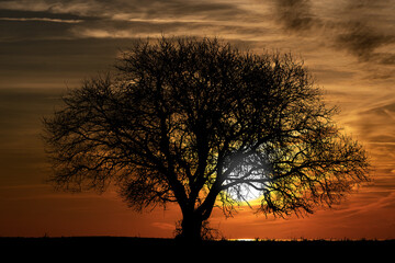 Fototapeta na wymiar Silhouette of a lonely bare tree on a beautiful sunset in winter.