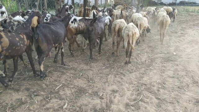 A long herd of sheep and goat walking in a row to go to the animals farm, in India. Many goats flock Rajasthan, South asian